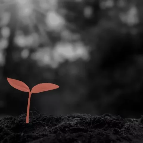 Wie Sie mit ihrem Unternehmen nachhaltiges Webdesign umsetzen können und mit ihrer Website zum Naturschutz beitragen